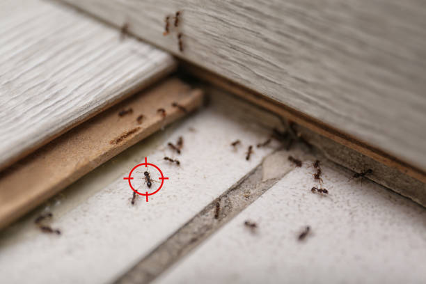 Best Pest Prevention Services  in The Meadows, FL