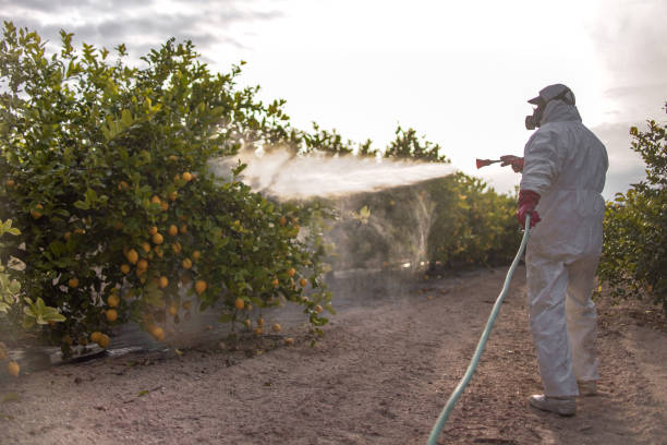 Best Wasp Removal Services  in The Meadows, FL