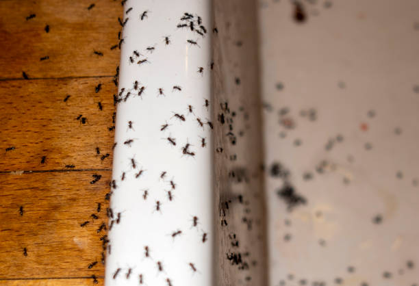 Best Mosquito Control Services  in The Meadows, FL